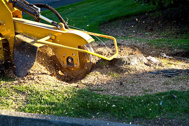 Best Large Tree Removal  in USA